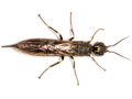 Xiphydria longicollis